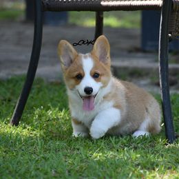French Bulldog and Pembroke Welsh Corgi Puppies from Little Women's Frenchies & Corgis