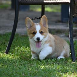 French Bulldog and Pembroke Welsh Corgi Puppies from Little Women's Frenchies & Corgis