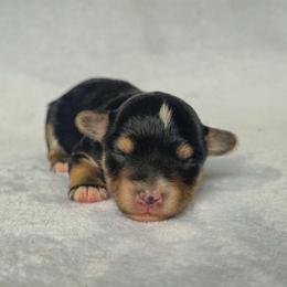 Comet - Black and tan male Yorkshire Terrier puppy in Blacksburg, South Carolina from Hess Pooches LLC