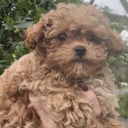 Acorn SUPER TINY - Red  male Poodle puppy in Orlando, Florida from Denise’s Puppies