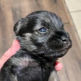 Celeste - Salt and pepper female Miniature Schnauzer puppy in Interlachen, Florida from Pam's Schnauzers