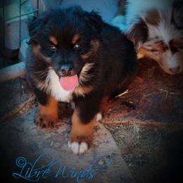 Australian Shepherd Puppies from Libre Winds Australian Shepherds