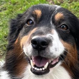 Domino - Miniature American Shepherd