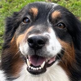 Domino - Miniature American Shepherd