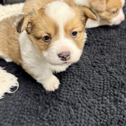 Pembroke Welsh Corgi Puppies from Corgi Love Tales