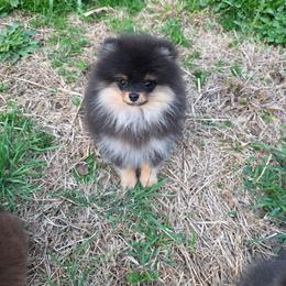 Frey - Black and tan male Pomeranian puppy in Wildersville, Tennessee from RoyalRarity's Poms & Enrichment