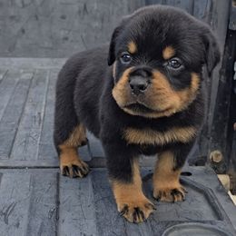 Boy 4 - Black and mahogany male Rottweiler puppy in Holts Summit, Missouri from Hurleyhaus Rottweilers