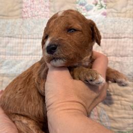 Dottie (West) - Red  female Goldendoodle puppy in Eagleville, Tennessee from Nash Doodles