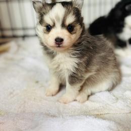 America - Blue female Pomsky puppy in Yavapai County, Arizona from Pawsh Pomskies