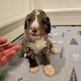 Light Blue - Merle male Bernedoodle puppy in Shelby, North Carolina from Forever Grateful Doodles