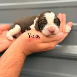 York - Liver and white male English Springer Spaniel puppy in Uvalda, Georgia from Willow Creek Farms
