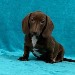 Leramie - Chocolate male Dachshund puppy in Lincoln, Arkansas from Red Dirt Dachshunds