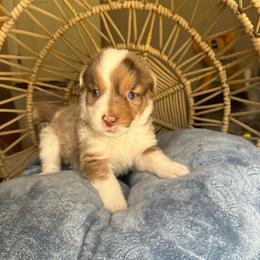 Kipo - Red merle female Australian Shepherd puppy in Grants Pass, Oregon from Carmel Mountain Aussies