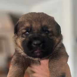 Orange collar - Commodus - Sable male German Shepherd puppy in Paoli, Pennsylvania from Vom Hillhaus