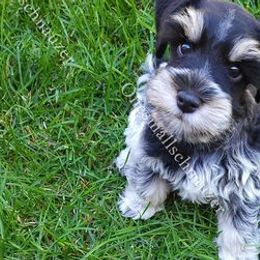 Miniature Schnauzers from Onesmallschnauzer