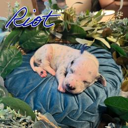 Riot - White and black male Dalmatian puppy in Mount Vernon, Missouri from Spots & Spirals