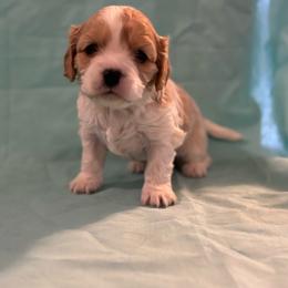 Leia - Apricot and white female Cavachon puppy in Greeley, Colorado from Cute, Colorado Cavachons