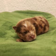 Pomeranian Puppies from MattSue Notalapdog