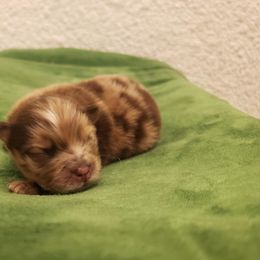 Pomeranian Puppies from MattSue Notalapdog