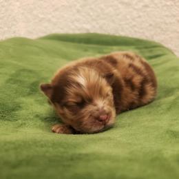 Pomeranian Puppies from MattSue Notalapdog