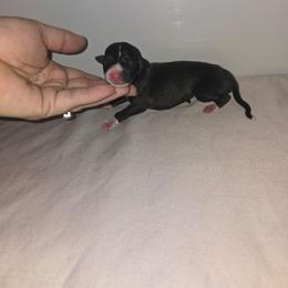 Seal - Seal female Italian Greyhound puppy in Frostproof, Florida from Quality Italian Greyhounds