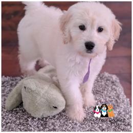 VIOLET - F1 English Goldendoodle - - Cream female Goldendoodle puppy in Jeddo, Michigan from Apple Creek Doodles