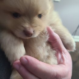 Pomeranian Puppies from Merri's Pom's