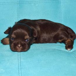 Eliza - Chocolate and tan female Shih Tzu puppy in Stroud, Oklahoma from Laik’s Little Shihtz & Poms