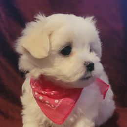 Girl 1 - White Maltese puppy in Kinder, Louisiana from Bourque Maltese