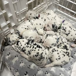 Dalmatian Puppies from Blue Moon Dalmatians