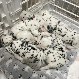 Dalmatian Puppies from Blue Moon Dalmatians