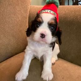 Cavalier King Charles Spaniel Puppies from Peaceful Promise Cavaliers