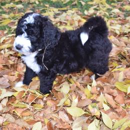 Bernedoodle Puppies from Belly Rubs