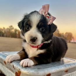 Dark pink - Black tri female Miniature Australian Shepherd puppy in 32046, Florida from River Hill Ranch