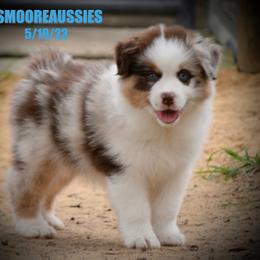 Australian Shepherd Puppies from Smooreaussies