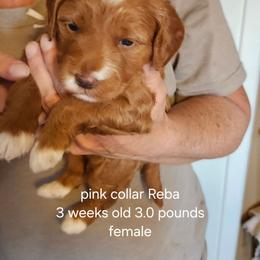 Pink collar Reba - Red  female Goldendoodle puppy in Fairmount, Indiana from Capens' Doodles,Poodles and Poo's