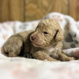 Abliene - Cream female Goldendoodle puppy in Pittsburg, Texas from Grace Springs Goldendoodles