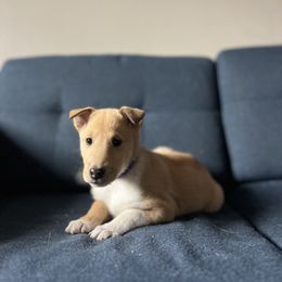 Casserole - Sable female Collie puppy in Provo, Utah from Cor Collies