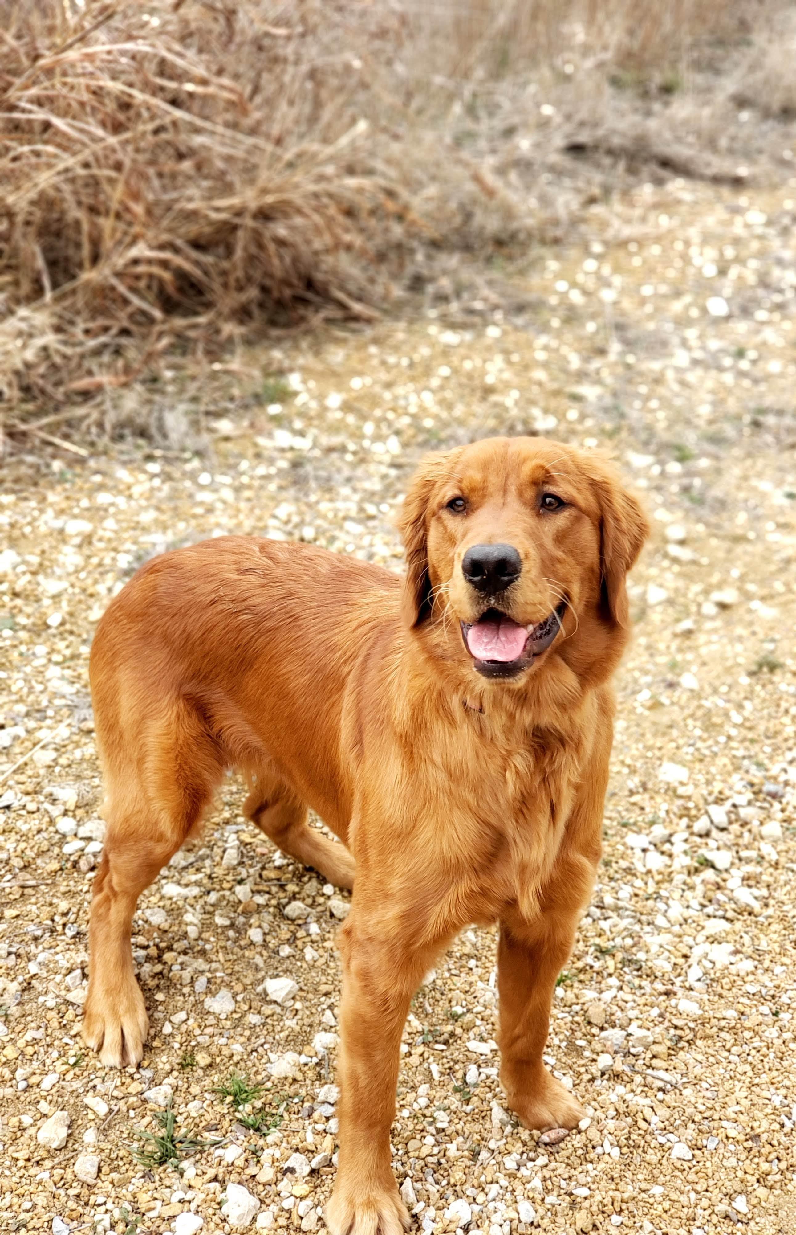 Rye