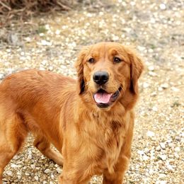 Rye - Golden Retriever