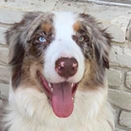 Australian Shepherds from Down Under Pups