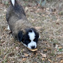 Lime green collar male - Mahogany and white male Saint Bernard puppy in Albany, Georgia from Magnolia Saint Bernards