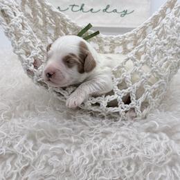 Green Titan - Cream male Goldendoodle puppy in Cincinnati, Ohio from KSchott Kennels