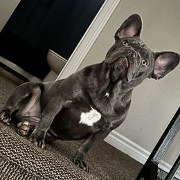 French Bulldog All Grown Up from B.A.D_Frenchies