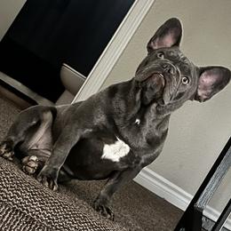 French Bulldog All Grown Up from B.A.D_Frenchies