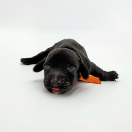 Sunny (AKC solid black) - Black male Dachshund puppy in Waddell, Arizona from Neu Doxies
