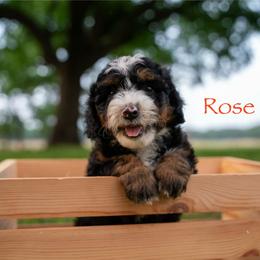 Rose - Tri-color female Bernedoodle puppy in Stuart, Oklahoma from G Ridge Kennels