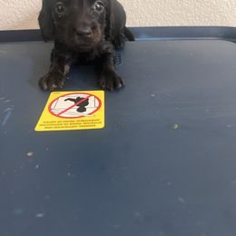 Potato - Black and tan female Dachshund puppy in Conroe, Texas from R&K Dachshunds