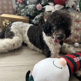 Dotty - Goldendoodle