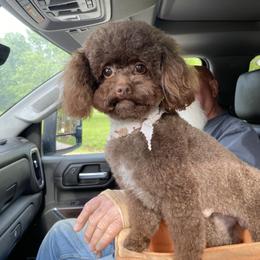 Mickey - Poodle